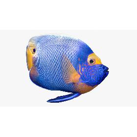 3D model Blueface Angelfish Animated